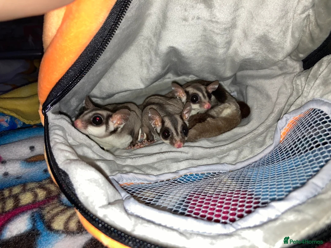 Sugar Glider rodents for sale: 3 female sugar gliders and set up - Advert 13