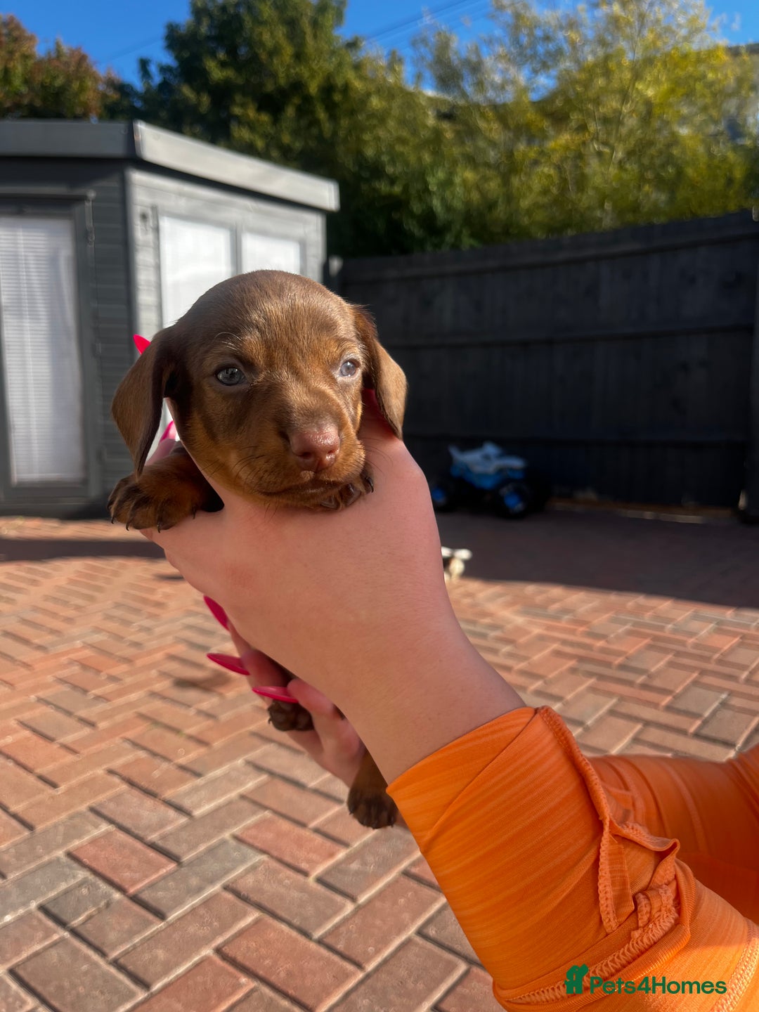 Dachshund dogs for sale: Beautiful Male Dachshunds 🐶  - Image 7