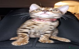 Bengal cats for sale: 3 Gorgeous Bengals kittens 😻😻❤️❤️❤️ - Image 30