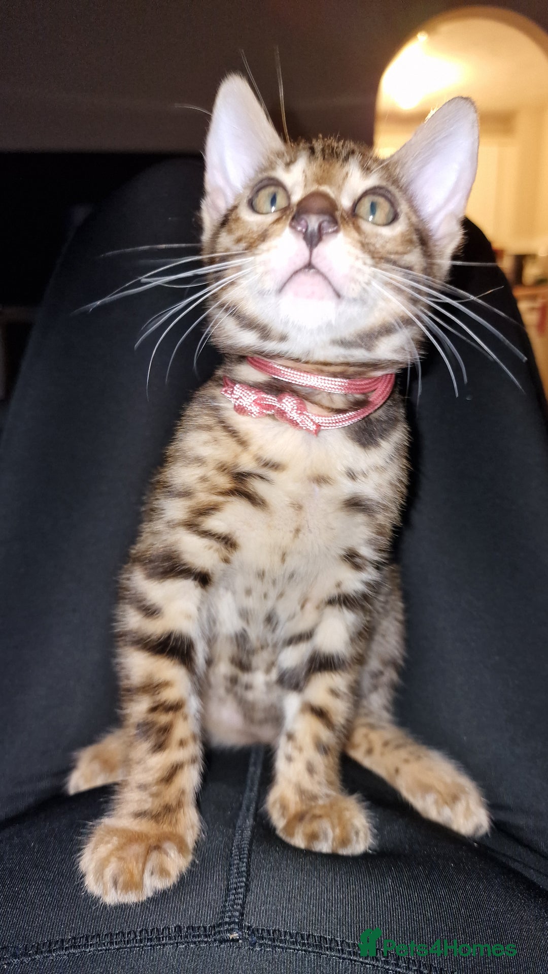 Bengal cats for sale: 3 Gorgeous Bengals kittens 😻😻❤️❤️❤️ - Image 30