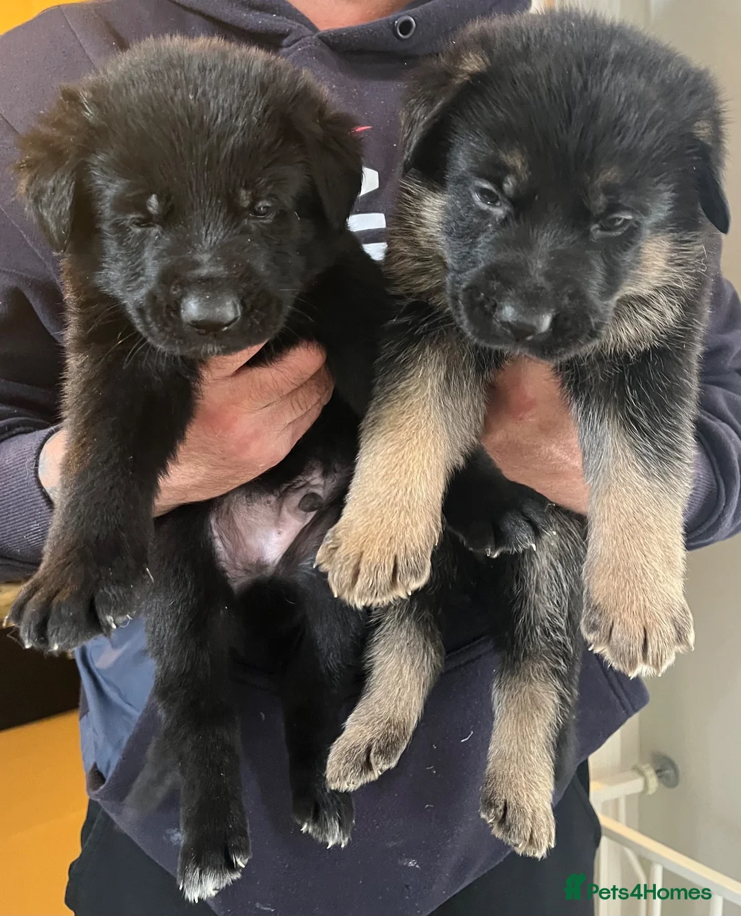 German Shepherd dogs for sale: Straight backed long coated German shepherds  in Bedale - Advert 2