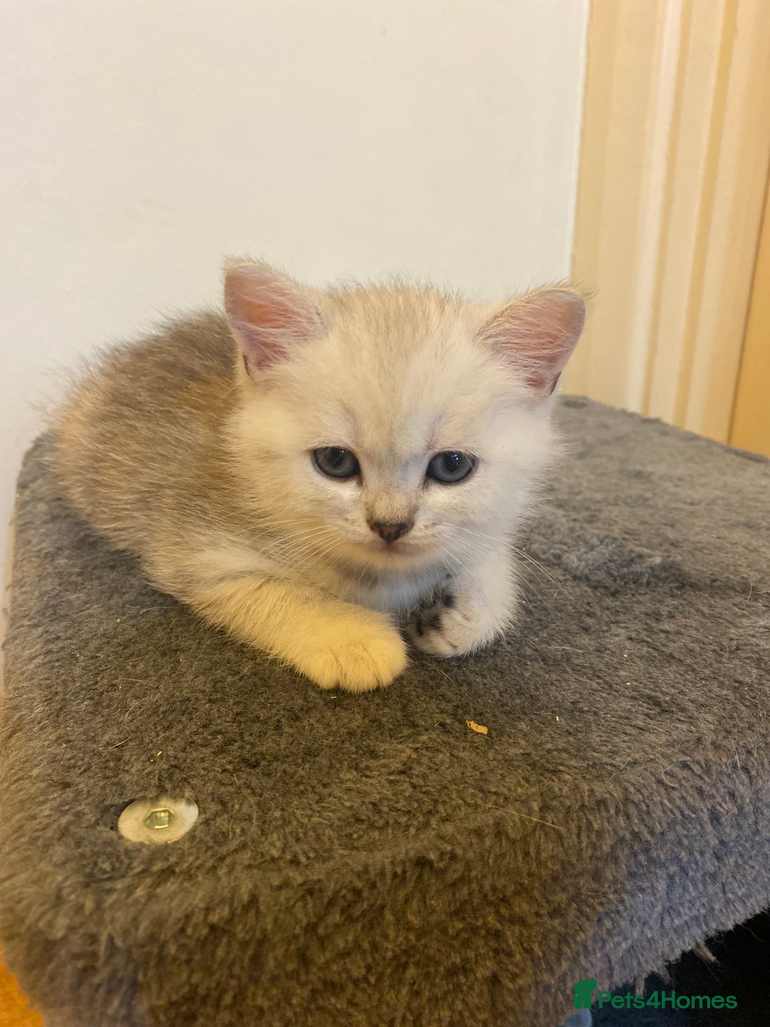 British Shorthair cats for sale: British shorthair kittens, cute and adorable  - Advert 5