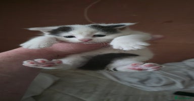 Mixed Breed cats - Advert 16