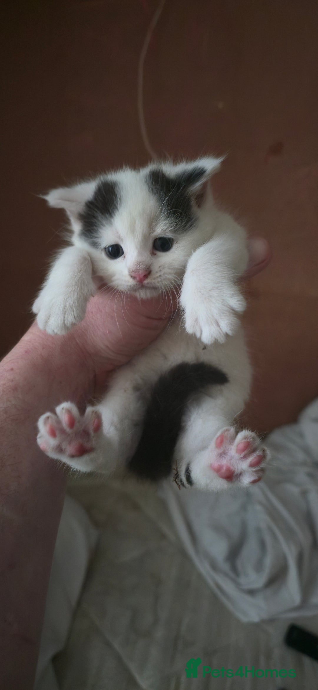 Mixed Breed cats for sale: 4 beautiful kittens ready for 3rd of October - Image 2