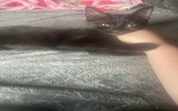 Domestic Shorthair cats for sale: Beautiful black boy looking for a furrever home!! - Image 7
