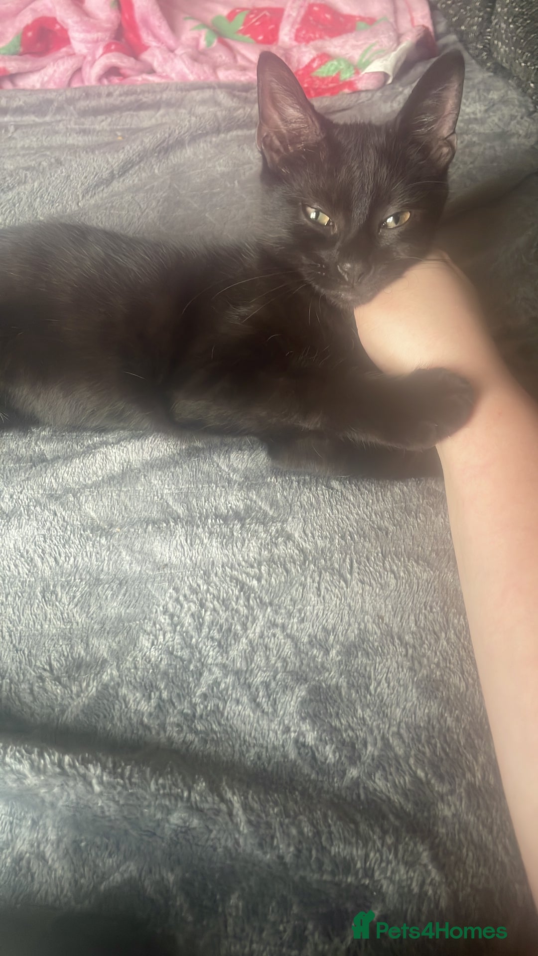Domestic Shorthair cats for sale: Beautiful black boy looking for a furrever home!! - Image 7