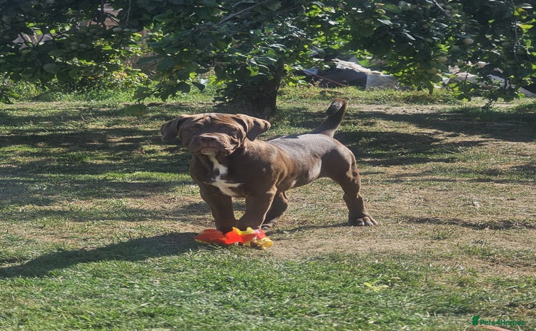 Cane Corso dogs - Advert 1