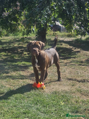 Large Dog Breeds for Sale: Find Your Perfect Companion