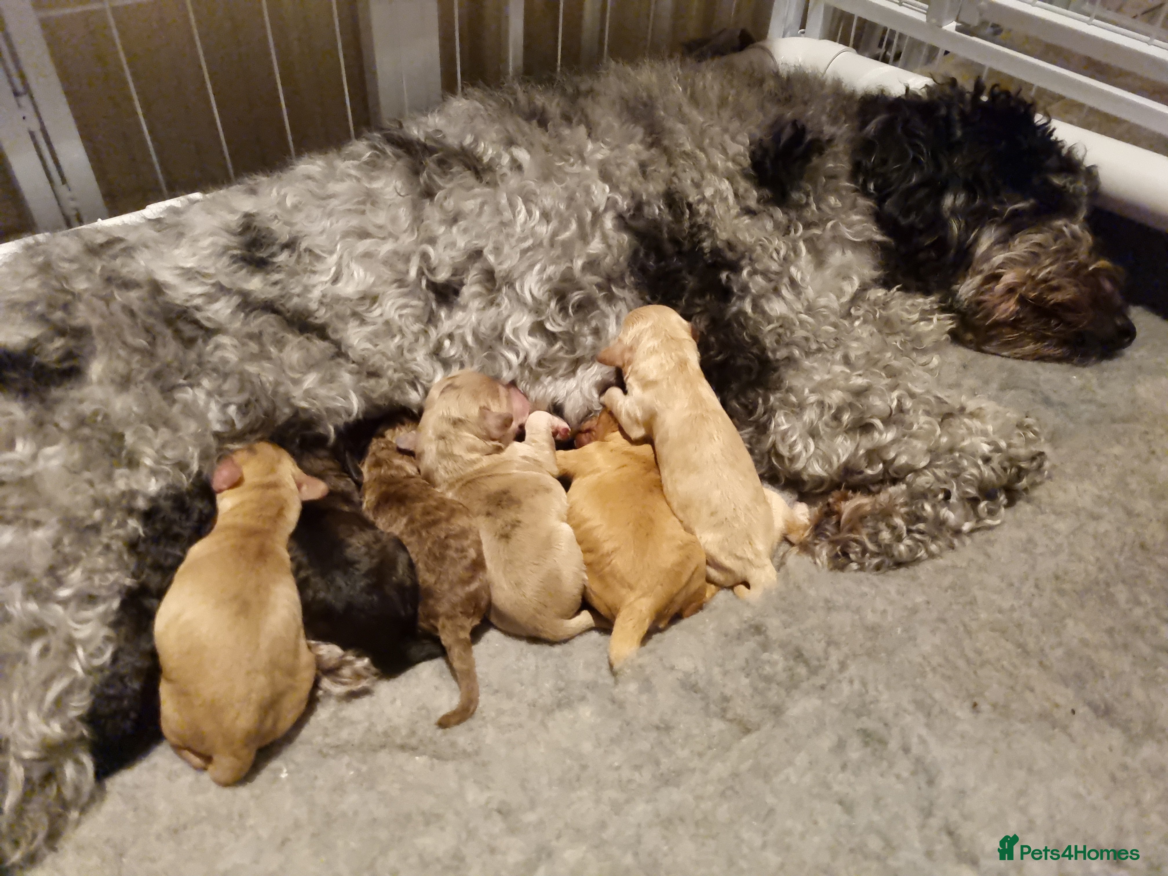 Cockapoo dogs Cockapoo puppies looking for their forever homes - Advert 1