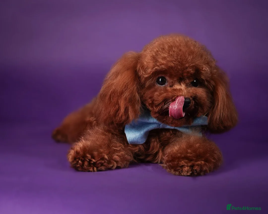 Miniature Poodle dogs for stud: Asian Toy Poodle - TEDDYCUP in Kettering - Advert 5