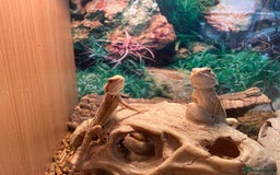 Bearded Dragon reptiles for sale: 5 baby bearded dragons for sale  - Image 6