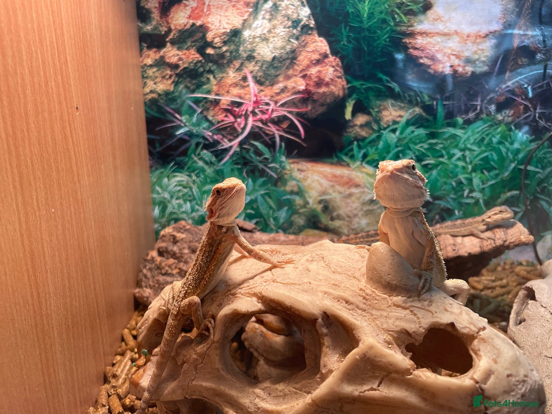 Bearded Dragon reptiles for sale: 5 baby bearded dragons for sale  - Image 6