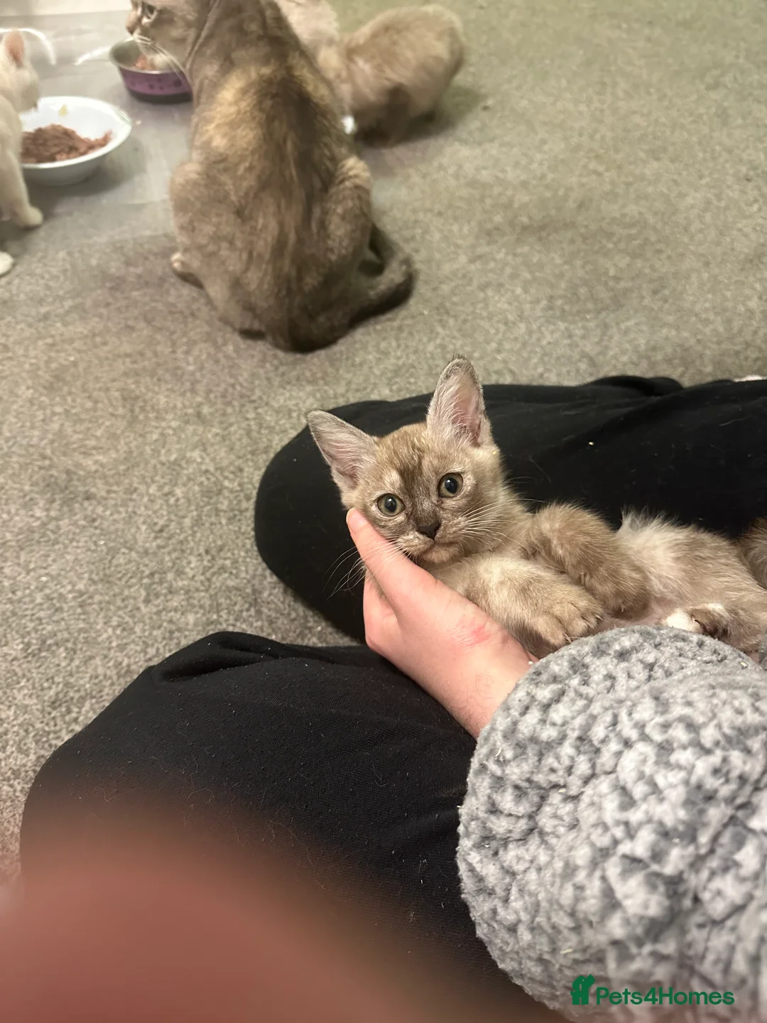 Burmilla cats for sale: GCCF Reg pedigree Asian (Burmilla)  - Advert 1