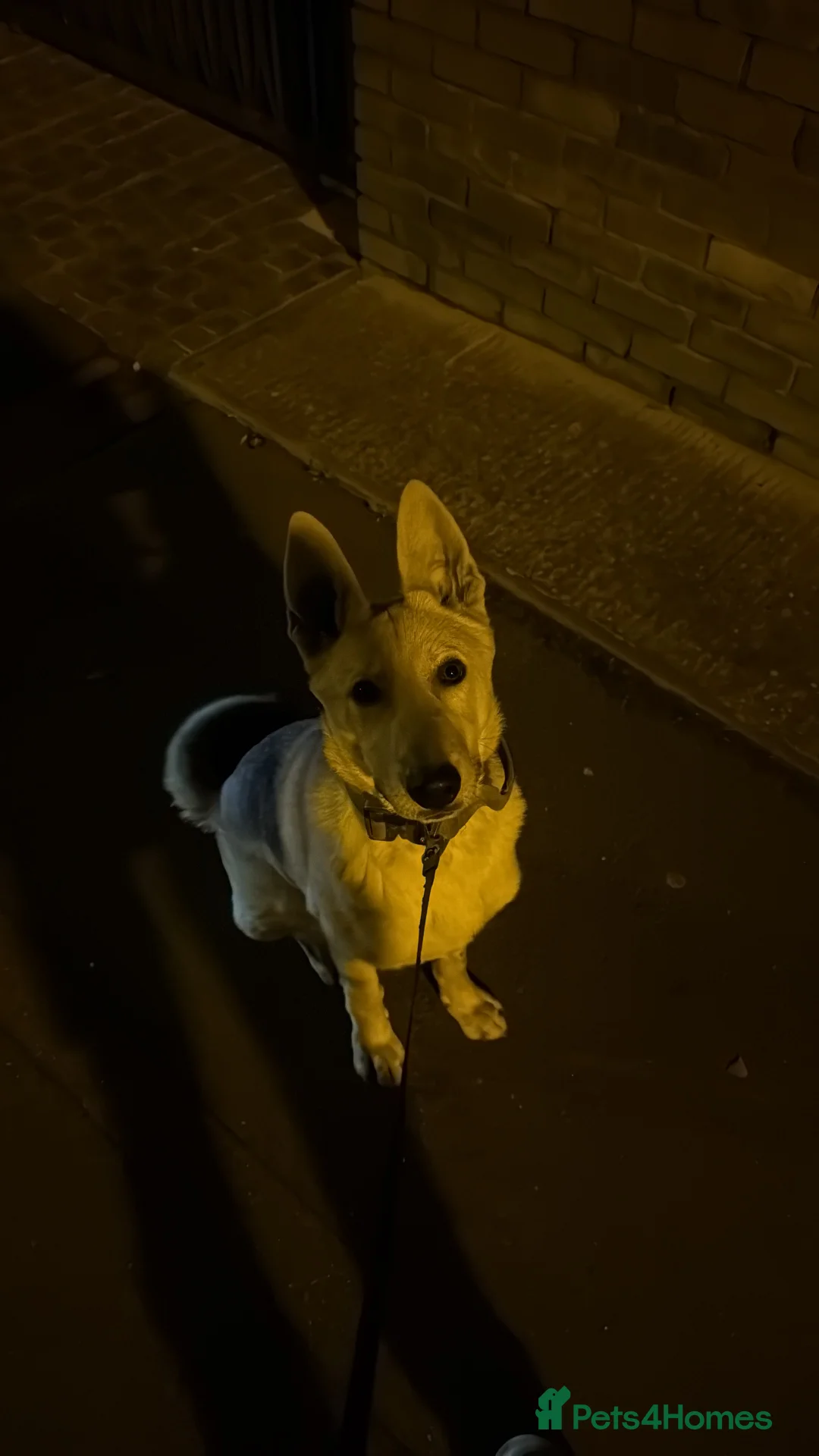 Mixed Breed dogs for sale: gerberian shepsky - Advert 8