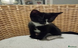 British Shorthair cats for sale: Male kitten - Image 2