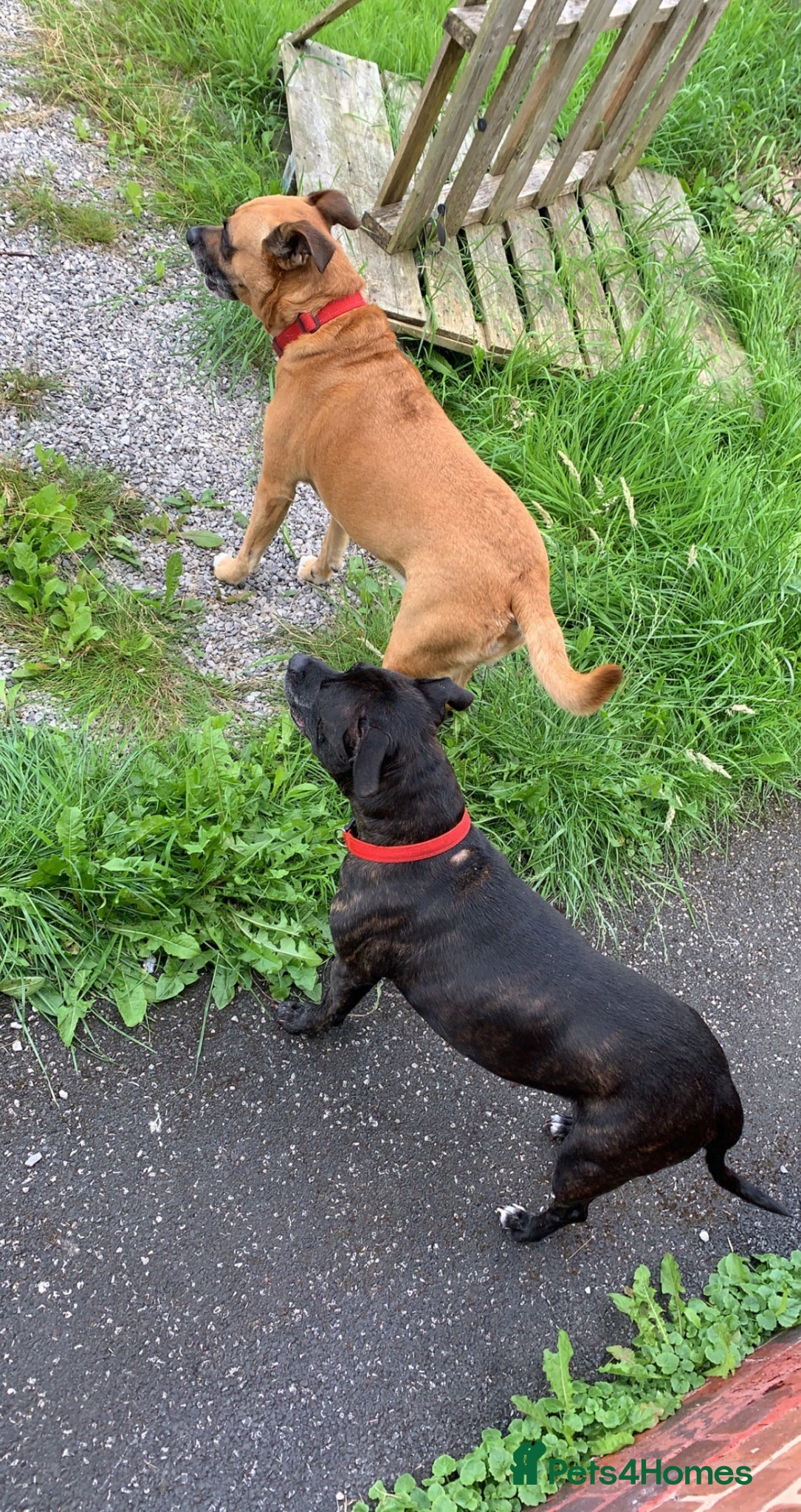 Staffordshire Bull Terrier dogs for sale: Beautiful Staffordshire Bull Terrier Mix Puppies in Manchester - Advert 1