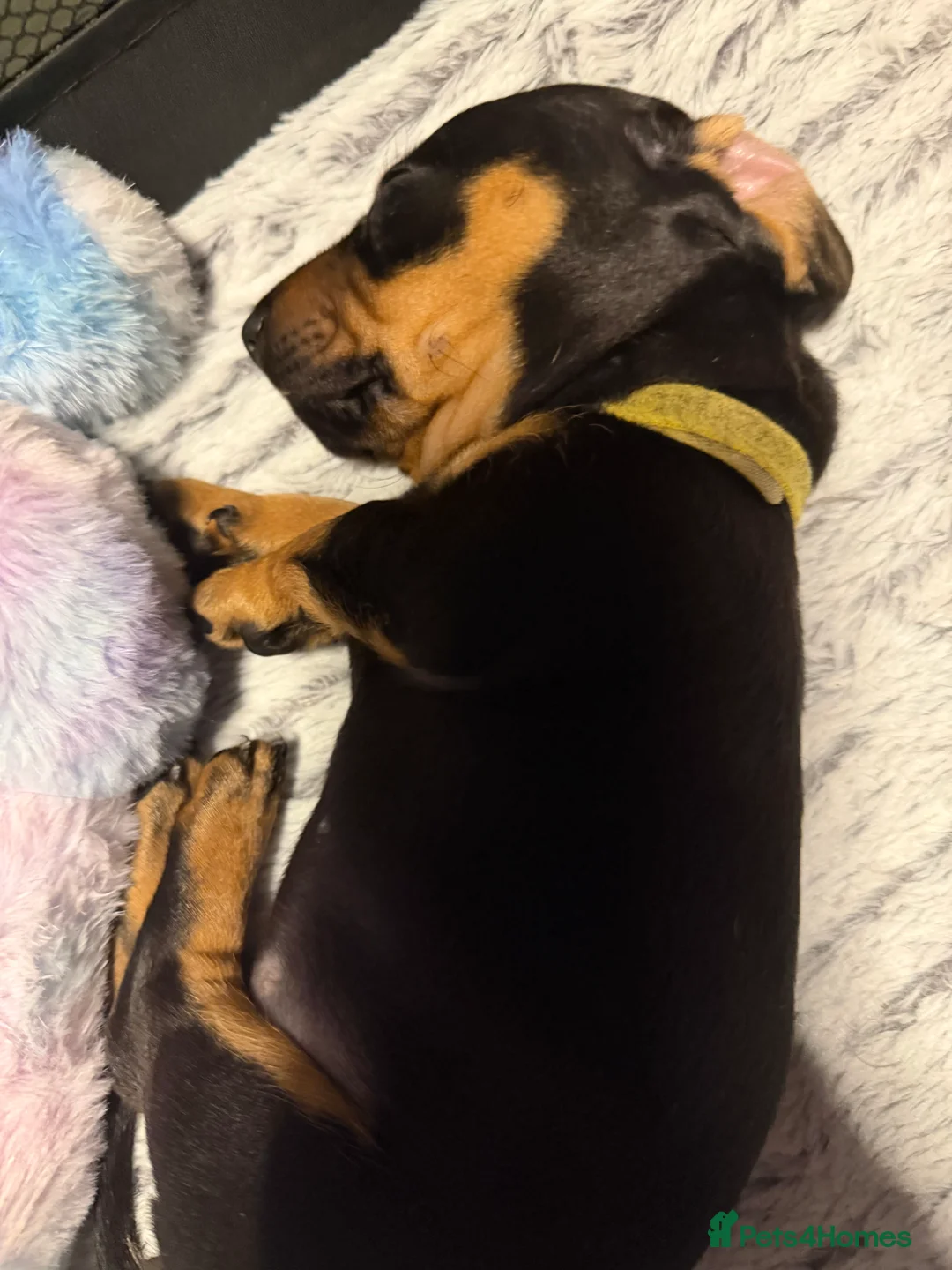 Dachshund dogs for sale: ONLY 1 DACHSHUND FEMALE LEFT DOLLY - Advert 6