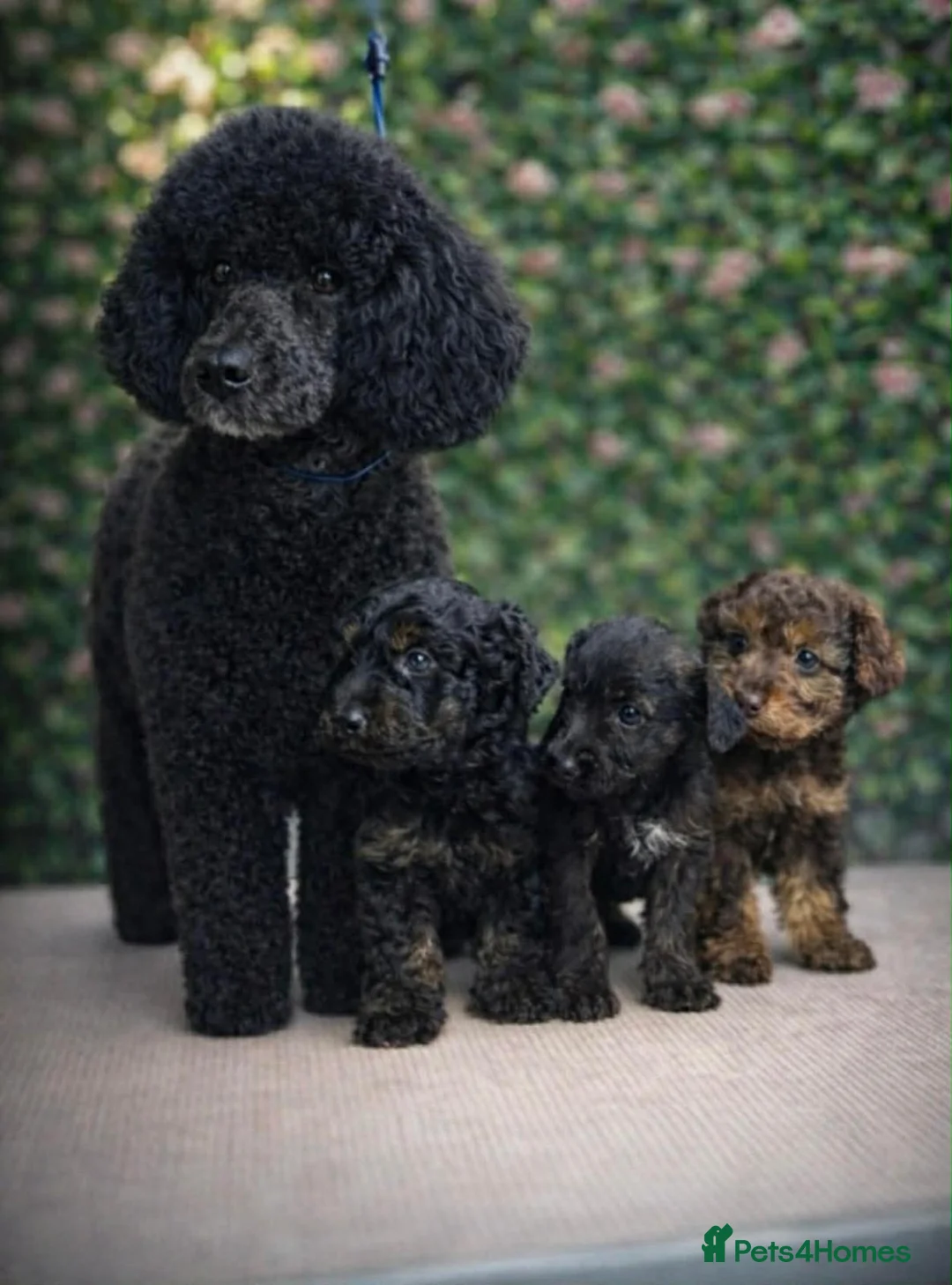 Jackapoo dogs for sale: Jackapoo  - Advert 1