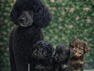 Jackapoo dogs Jackapoo - Advert 4