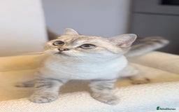 British Shorthair cats for sale: Gold and silver shaded GCCF kittens - Image 17