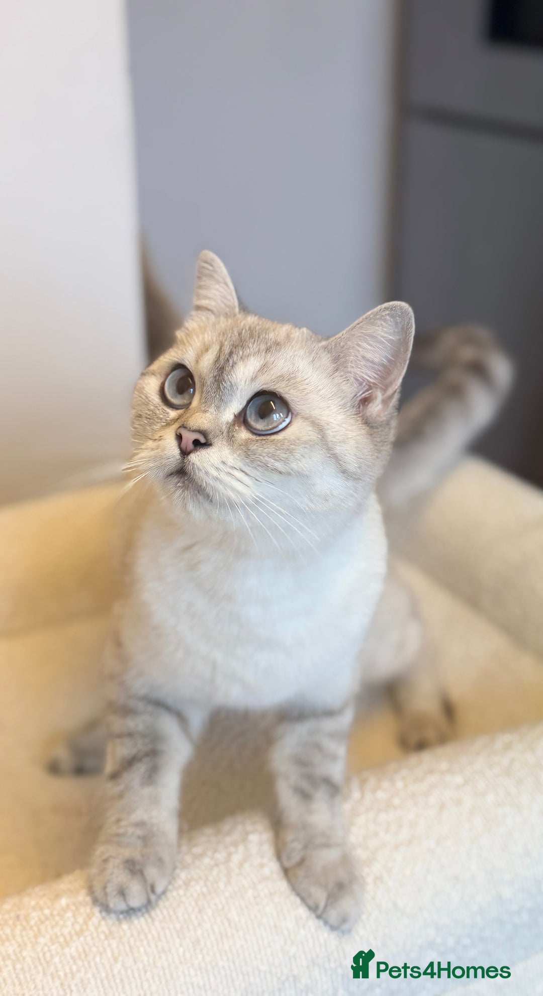 British Shorthair cats for sale: Gold and silver shaded GCCF kittens - Image 17