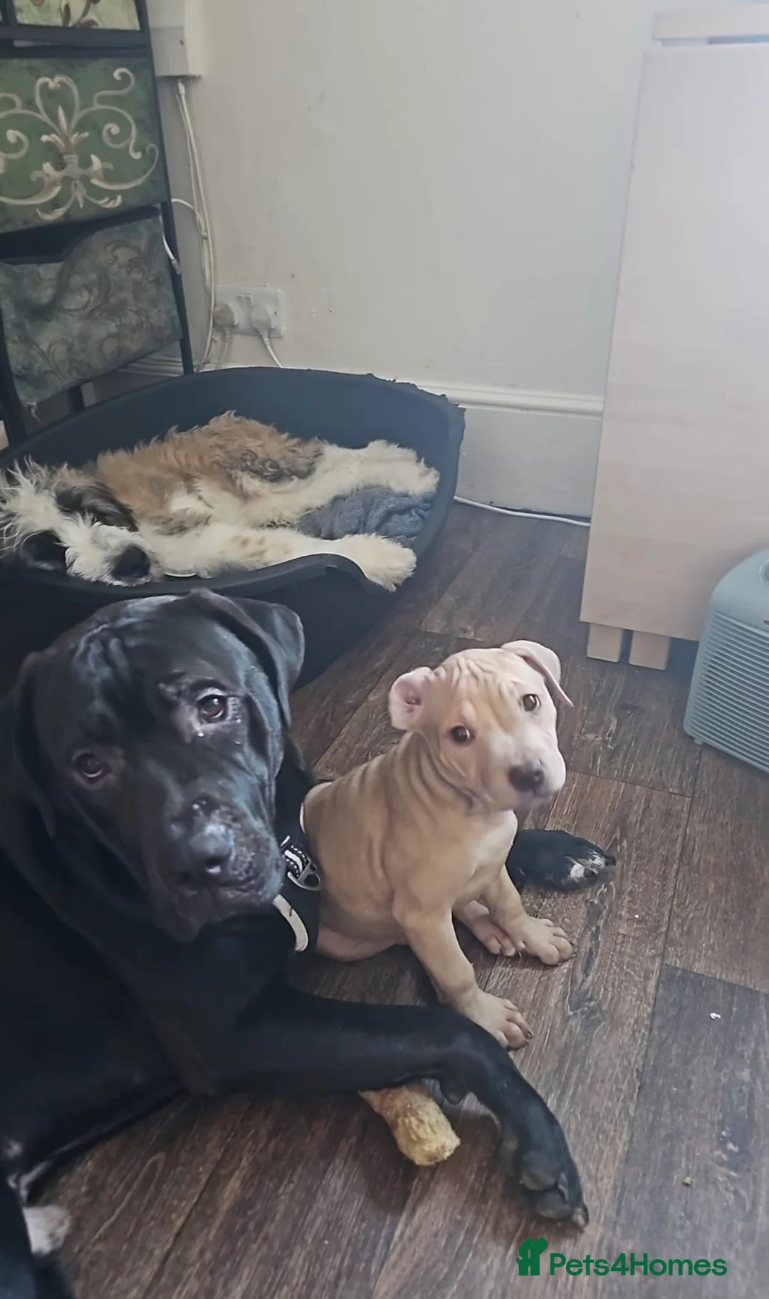 Mixed Breed dogs for sale: Bullmastiff cross - Advert 4