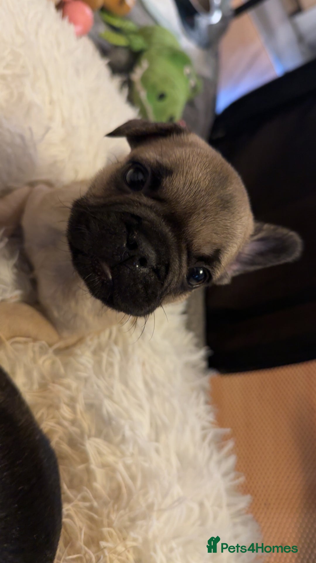 French Bulldog dogs for sale: French bulldog puppy’s  - Image 11