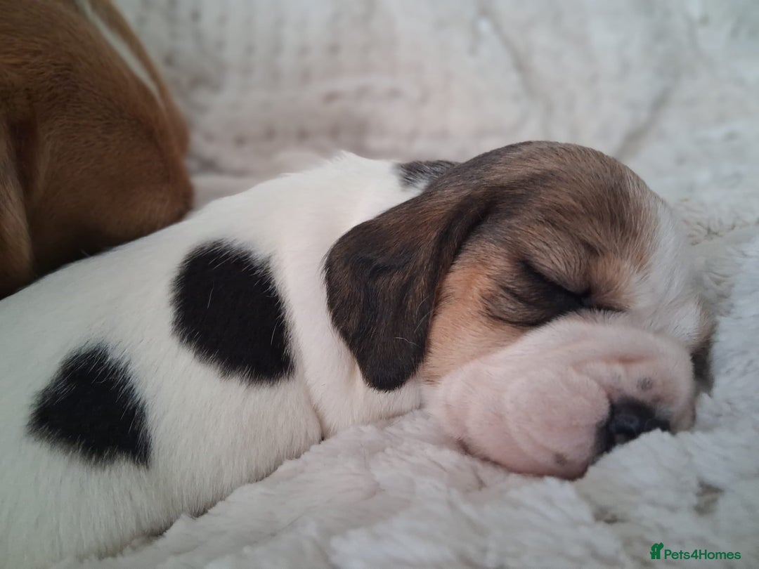Beagle dogs for sale: KC Registered beagle puppies - Image 12