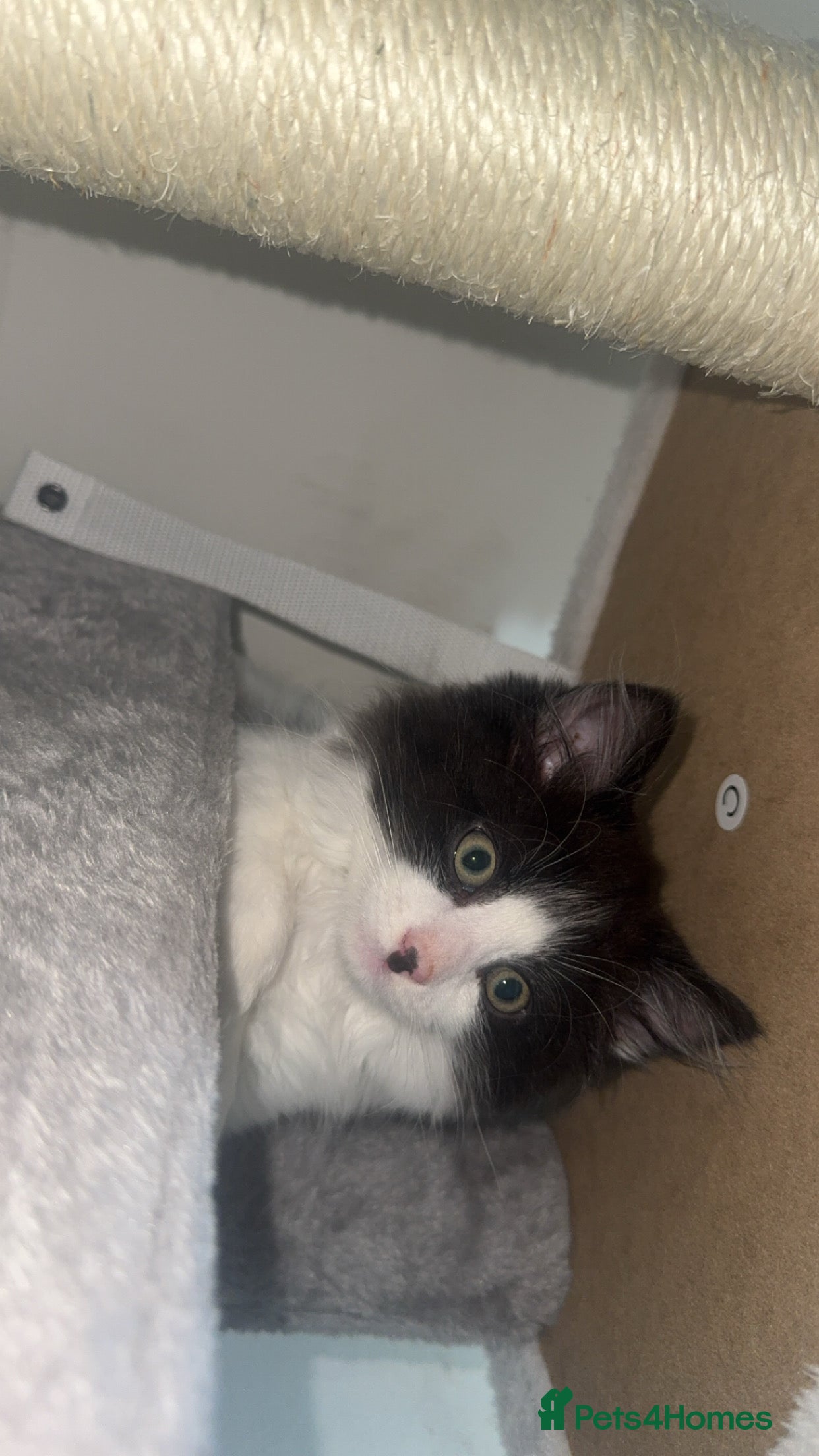 Domestic Shorthair cats for sale: 2 boys and 2 girl kittens - Advert 6