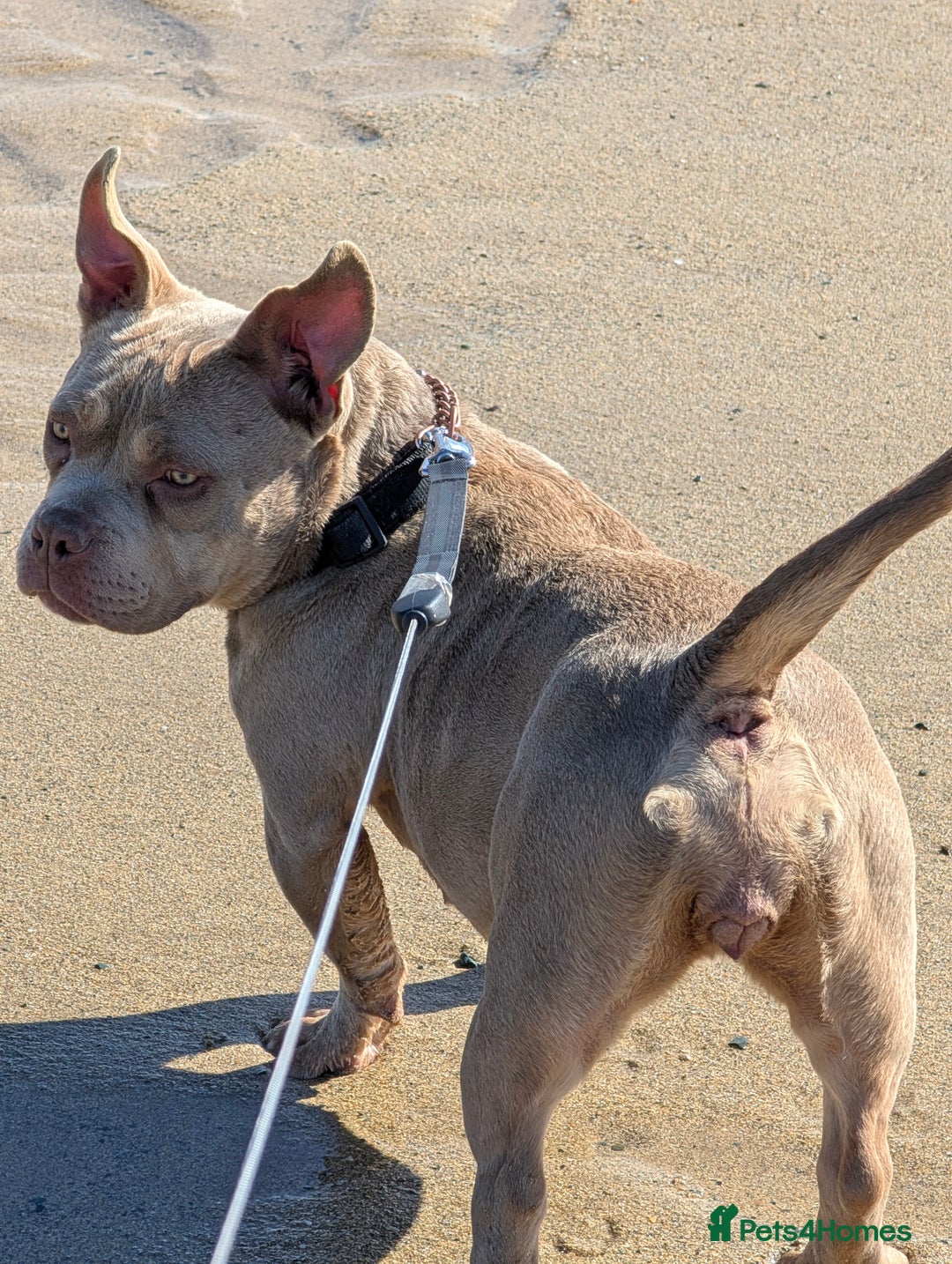 Mixed Breed dogs for sale: American pocket Corso - Image 39