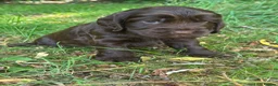 Cocker Spaniel dogs for sale: ❤️ 100% SHOWTYPE HEALTH TESTED COCKER SPANIEL ❤️ - Advert 19