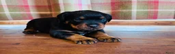 Rottweiler dogs for sale: KC Registered Rottweiler Babies 🐾🐾🐾 - Advert 9