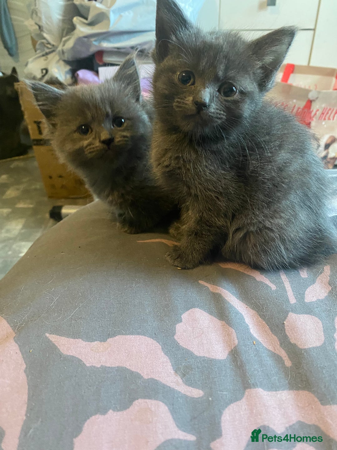 Mixed Breed cats for sale: 3 beautiful ragdoll cross British shorthair - Advert 6