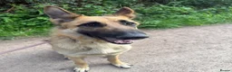 German Shepherd dogs for sale: Storm looking for a forever home - Advert 7