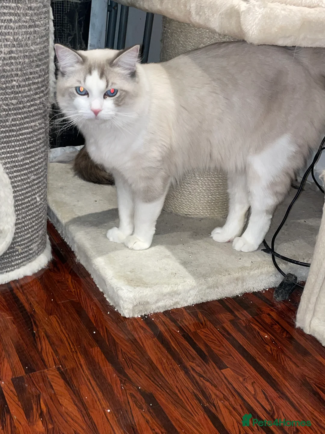 Ragdoll cats for sale: 4 lovely Blue Lynx Bicolour Ragdolls Kittens - Advert 3