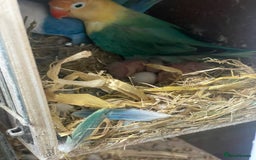 Lovebirds birds for sale: Breeding pair  - Advert 4