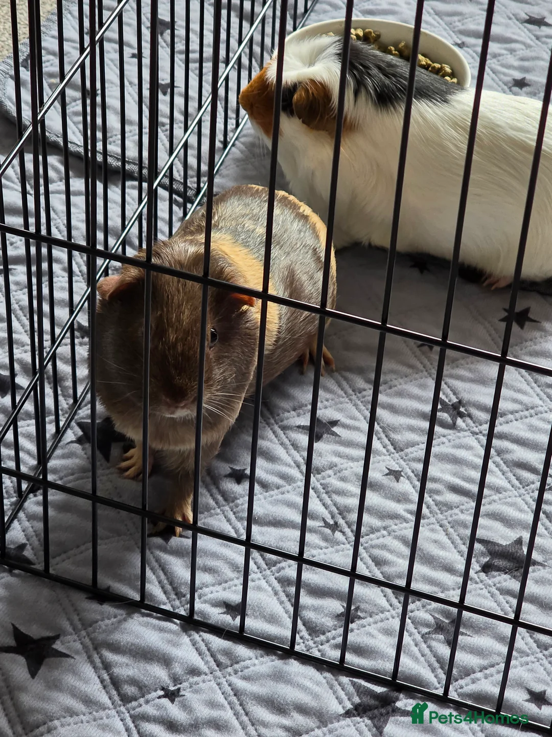 Guinea Pig rodents for sale: Female Guinea Pigs  in Oxford - Advert 4