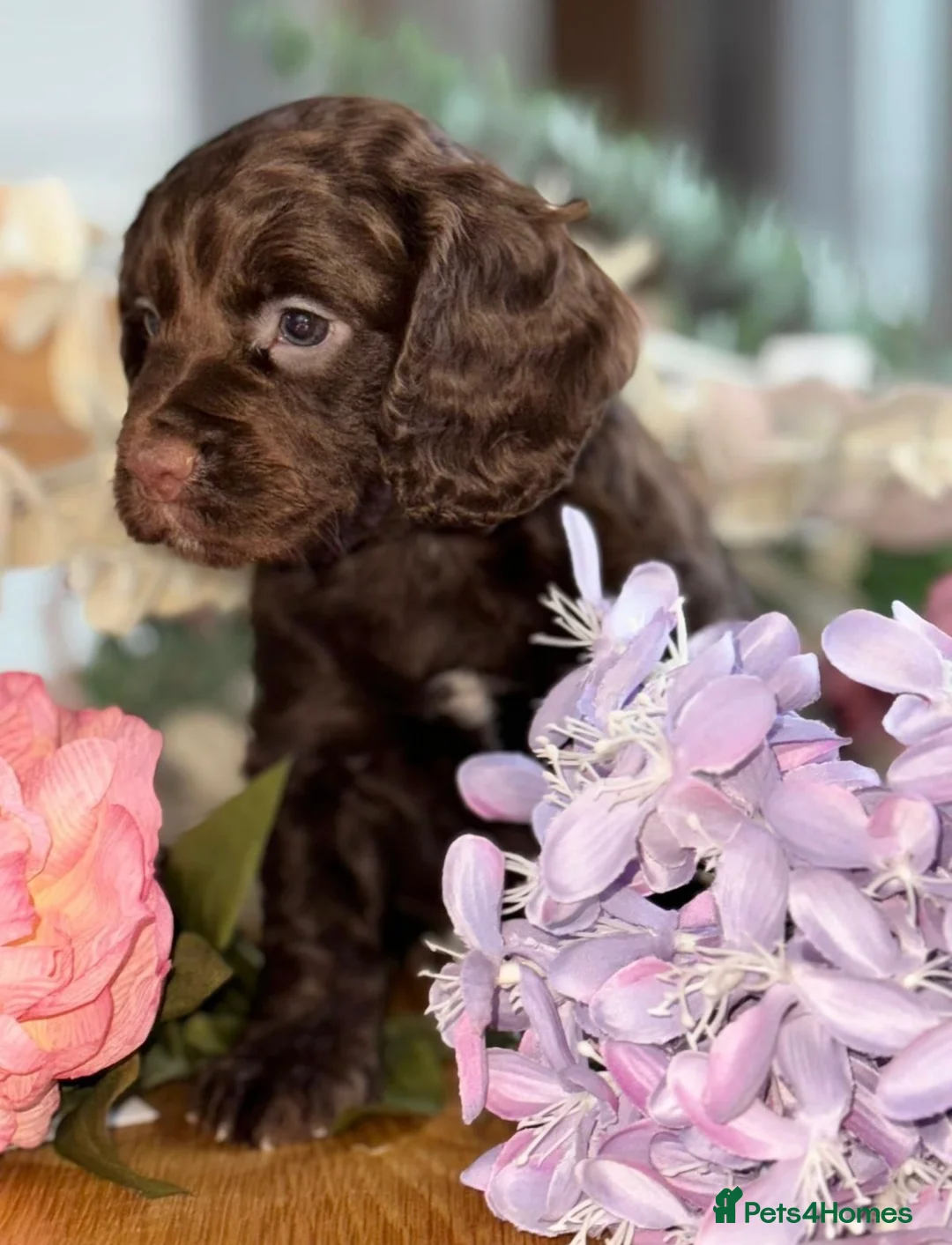Cocker Spaniel dogs for sale: BEAUTIFUL KC REG FEMALE CHOC COCKER SPANIEL PUP - Advert 1
