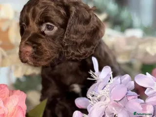 Cocker Spaniel dogs BEAUTIFUL KC REG CHOC COCKER SPANIEL PUPS - Advert 17