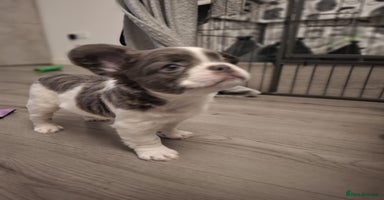 French Bulldog dogs - Advert 9