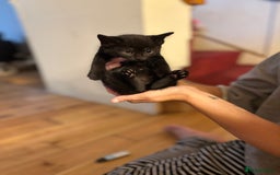 Mixed Breed cats for sale: Kittens will be ready 8th September for new home! - Image 6