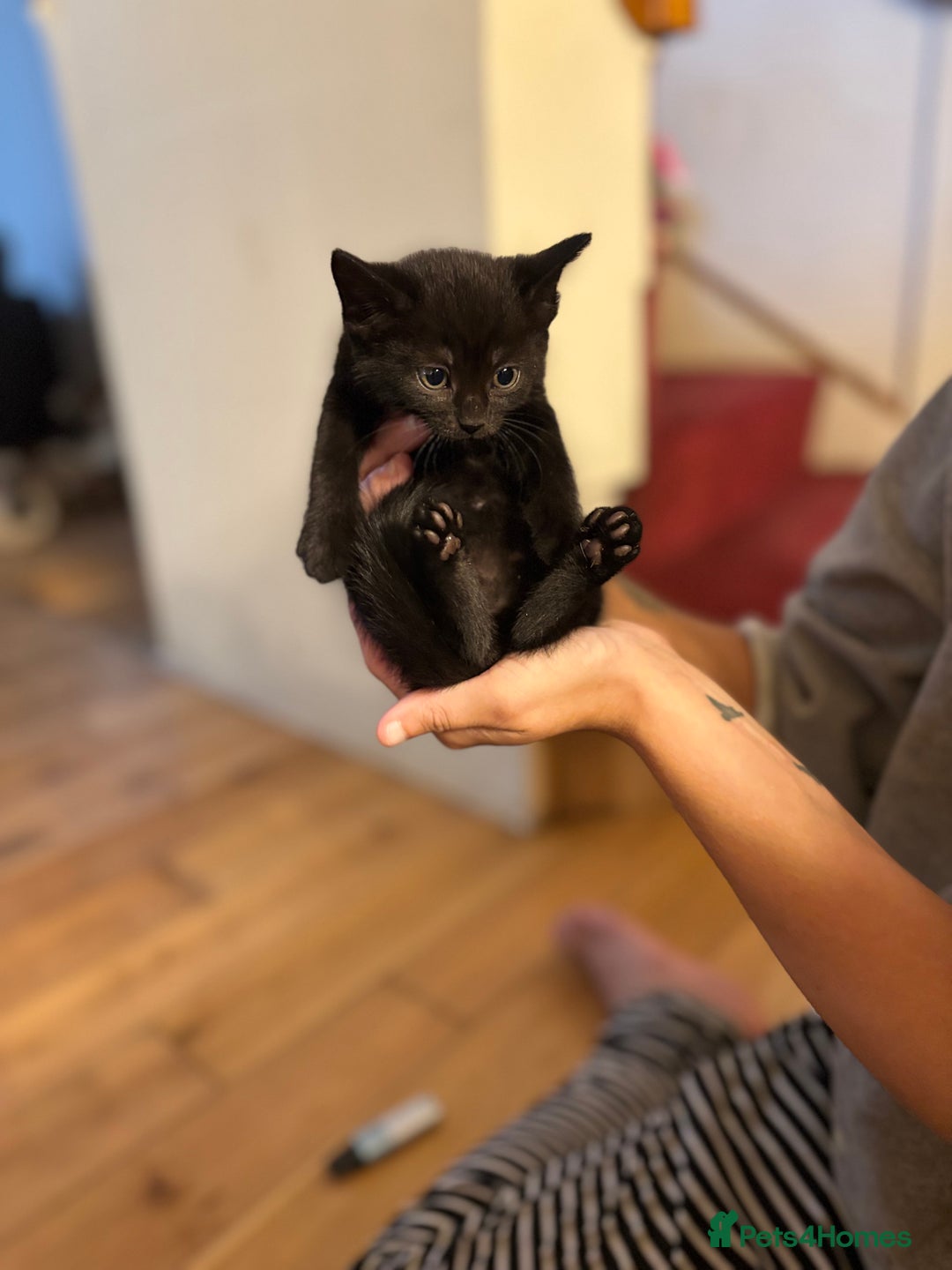 Mixed Breed cats for sale: Kittens will be ready 8th September for new home! - Image 6