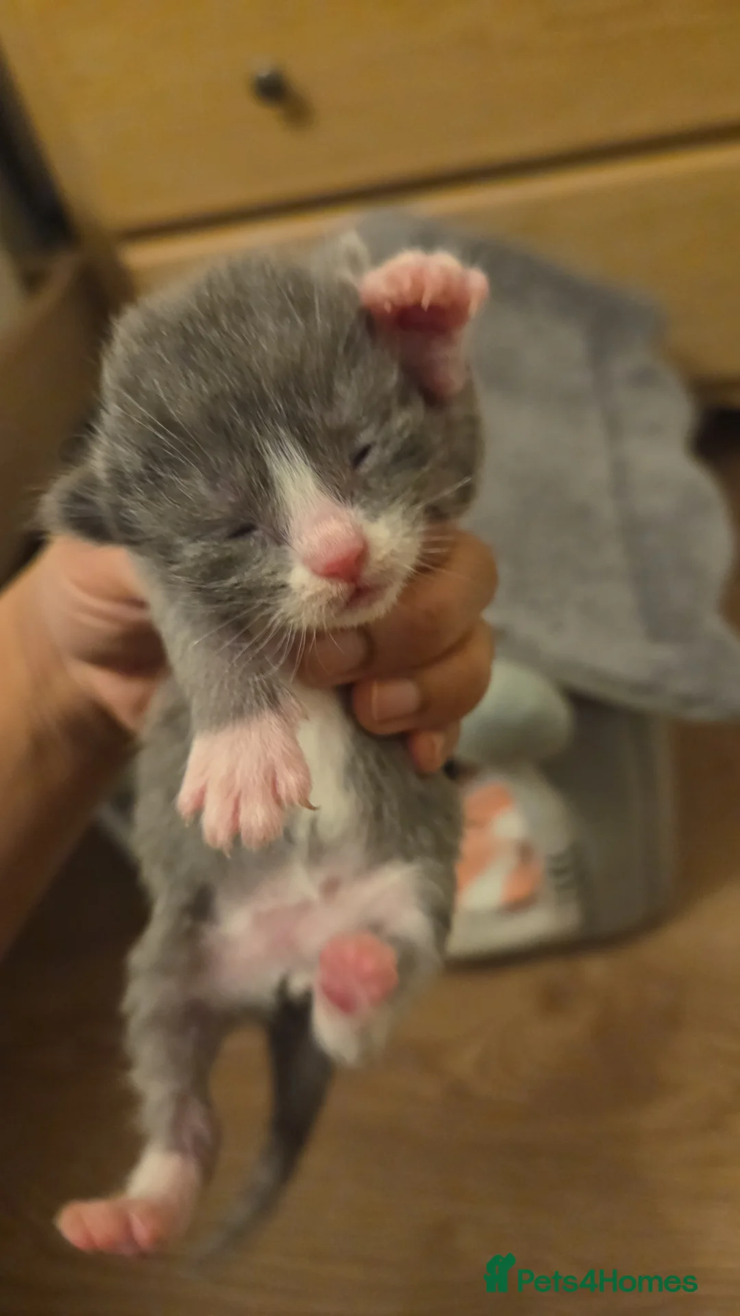 Mixed Breed cats for sale: RAGDOLL X SCOTTISH STRAIGHT  - Advert 1