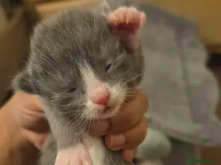 Mixed Breed cats RAGDOLL X SCOTTISH STRAIGHT - Advert 2