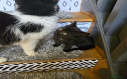 Mixed Breed cats for sale: Gorgeous kittens for sale - Image 5