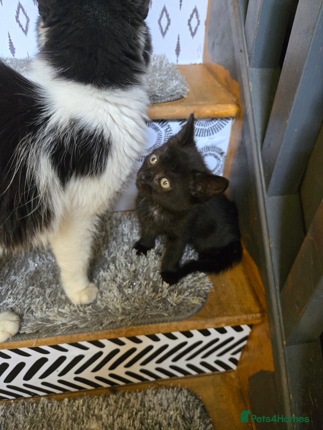 Mixed Breed cats for sale: Gorgeous kittens for sale - Image 5