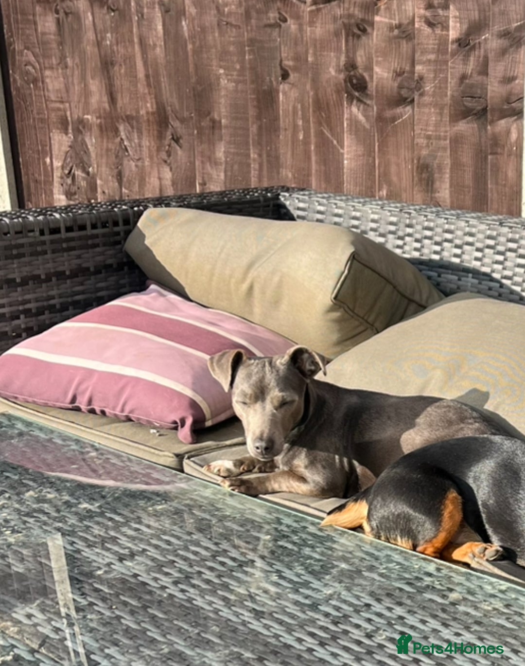 Jack Russell dogs for sale: Jack Russell female  - Image 6