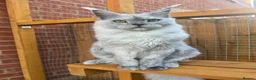 Maine Coon cats for sale: Kitten Maine Coon female black smoke  - Advert 1