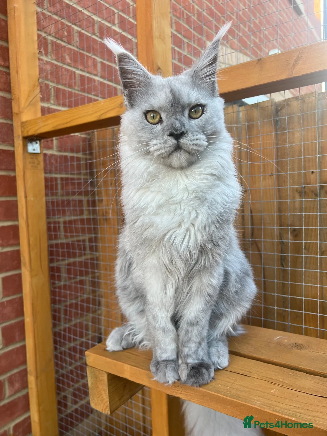 Maine Coon cats for sale: Kitten Maine Coon female black smoke  - Advert 1