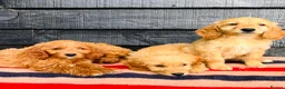 Mini Goldendoodle dogs for sale: 🧡❤️ GORGEOUS MINI GOLDENDOODLE PUPPIES ❤️🧡 - Advert 6